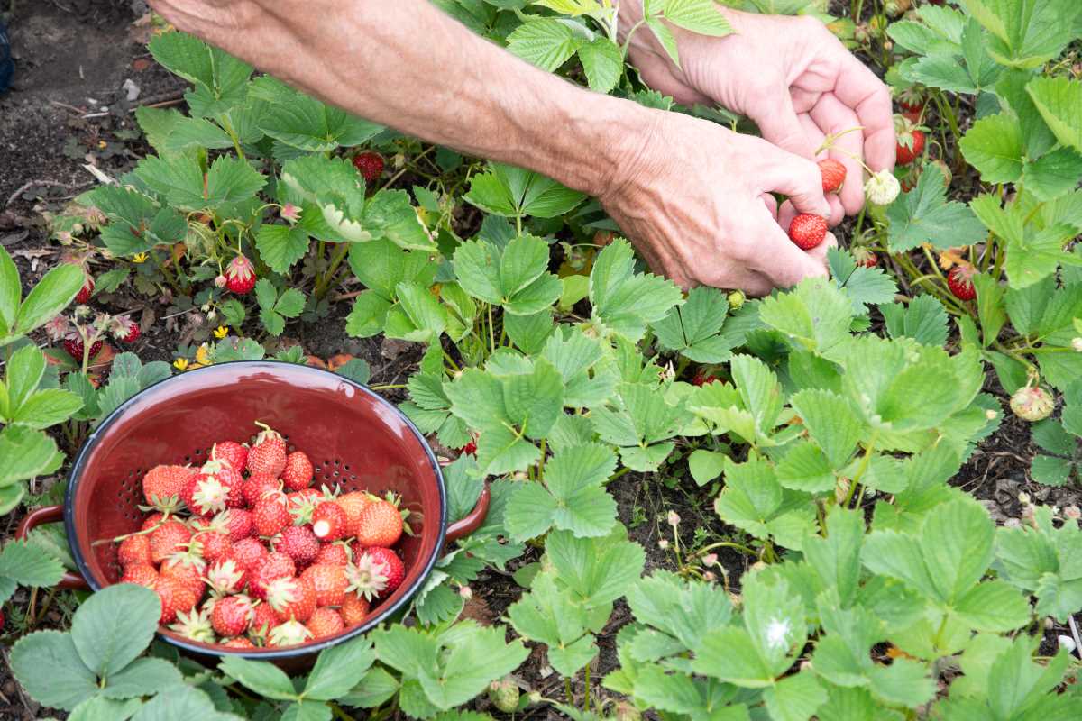 How to Grow Strawberries: From Planting to Harvesting